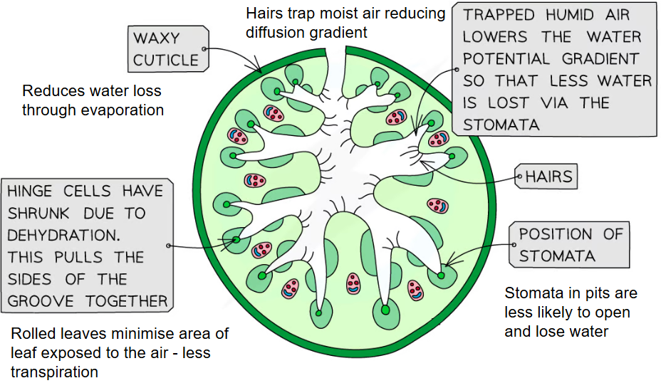 leaves adaptations