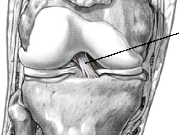 <p>Which ligament of the knee is anterior and forms a cross?</p>