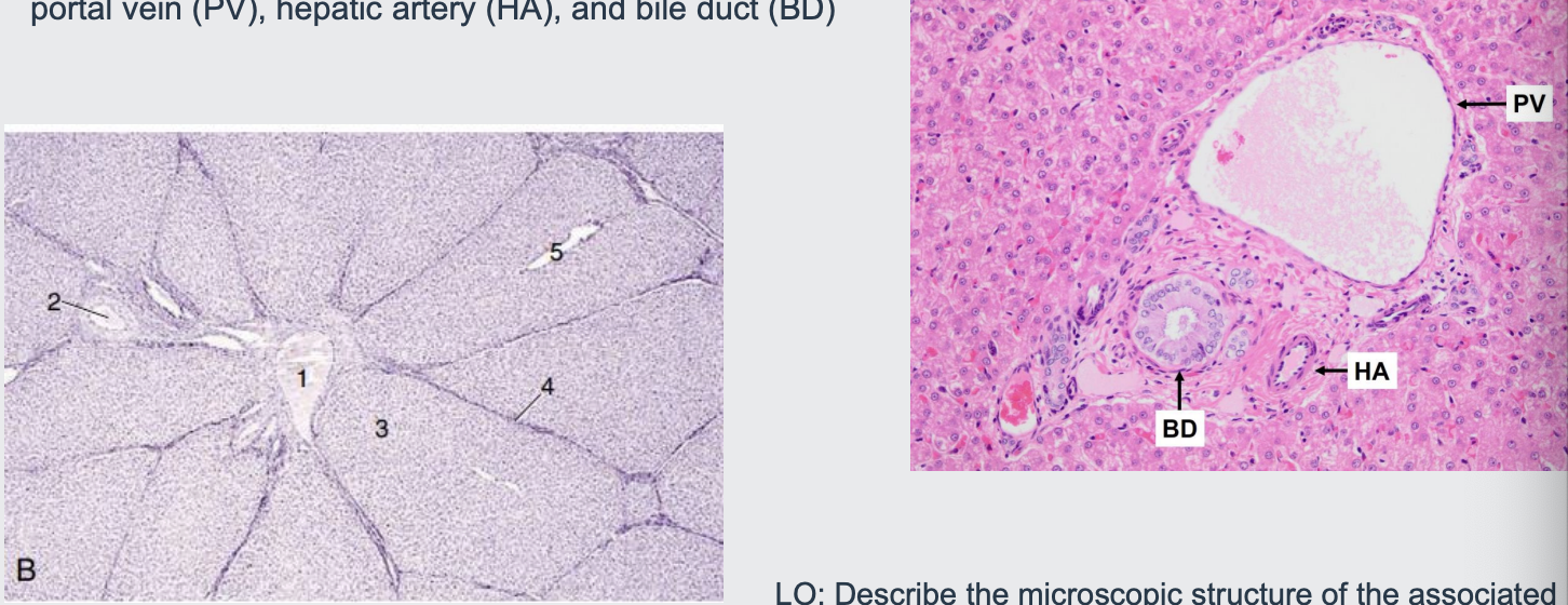 <p>The basic structure of the liver is the hepatic lobule-hexagon shaped</p><p></p><p>At each corner - an arteriole (from hepatic a.); a venule (from portal vein) and a small bile duct form the bile duct</p><p></p><p>These three structures are commonly referred to as portal triad</p><p></p><p>Each portal triad may provide blood to the several adjacent hepatic lobules</p><p></p><p>surrounded by hepatocytes</p>