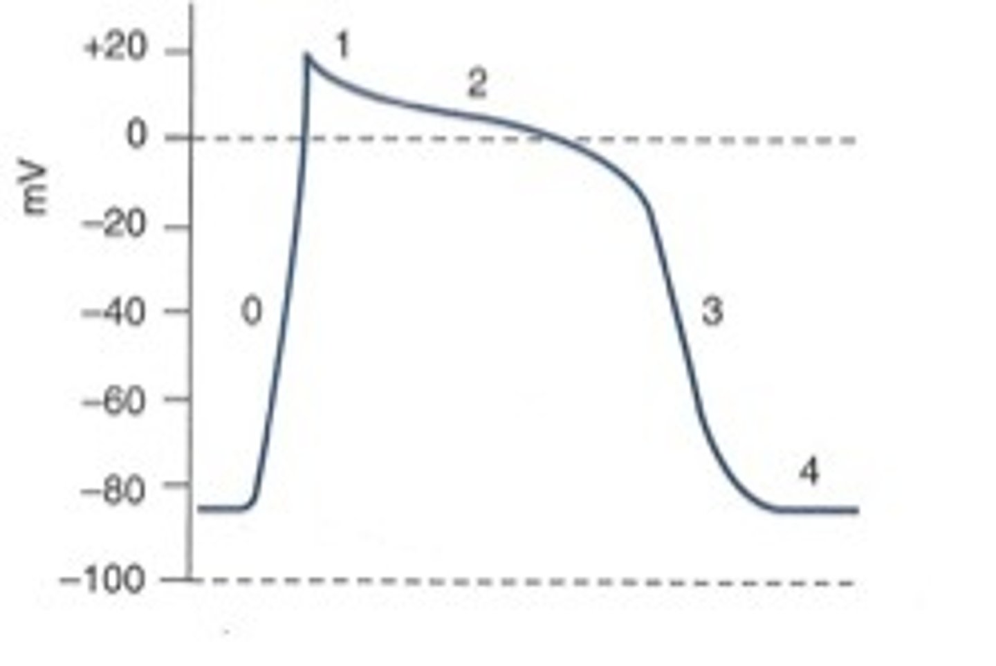 <p>- depolarization: positively charged ions (Na+, Ca²⁺) flow in → intracellular potential decreases → charge inside approaches 0</p><p>- repolarization: specific ion channels and pumps return ions to their pre-depolarized concentrations → re-establishes concentration gradient and allows for next action potential</p><p>> mediated by Na+/K+ ATPase pump: 3 Na+ out, 2 K+ in</p><p>in pic:</p><p>0: rapid depolarization</p><p>1: early rapid repolarization</p><p>2: plateau results from competition between: repolarizing outward current (K+) &amp; inward current (Ca²⁺)</p><p>3: final rapid repolarization from: inactivation of L-type Ca²⁺ channels &amp; activation of delayed-rectifier K+ currents</p><p>4: resting membrane potential</p>