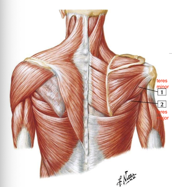 <p>A: glenohumeral adduction, IR, and EXT</p><p>N: lower subscapular nerve; C5, C6</p>