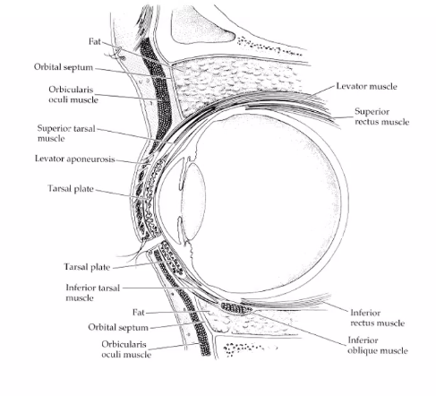 <p>orbtal septum&nbsp;</p>