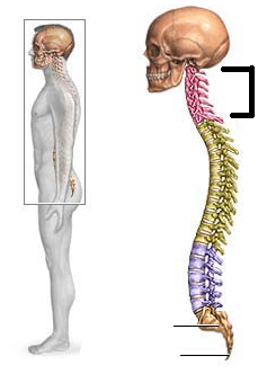 <p>Lordotic: posteriorly concave curvature of the cervical vertebral column region; a secondary curve of the vertebral column</p>