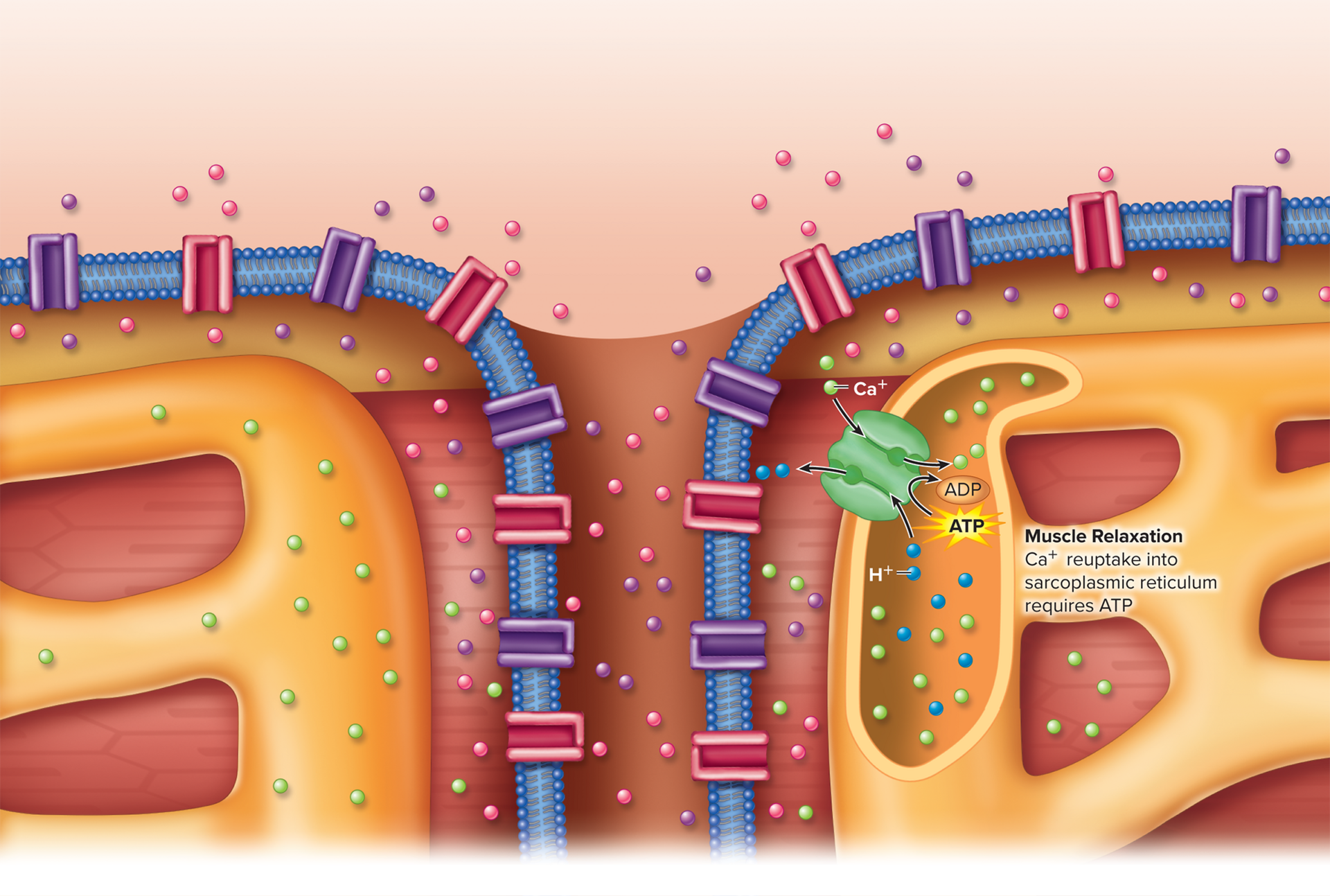 <p><strong>9.4: Skeletal Muscle Fiber Physiology</strong></p><ul><li><p>occurs when acetylcholine is no longer released at the neuromuscular junction</p></li><li><p>calcium ions are transported into the sarcoplasmic reticulum</p></li></ul><p></p>