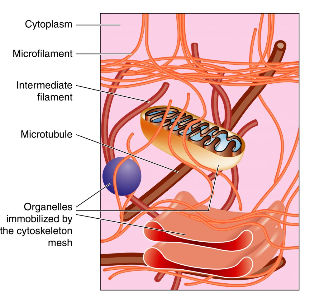 <p>Dunner dan microtubuli, dikker dan microfilamenten.</p><p></p>