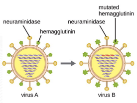 <h2><span class="heading-content">Influenza:</span></h2><h3><span class="heading-content">Etiology</span></h3><p>mutation in the genes of the Influenza virus and would lead to <u><strong>changes</strong></u> <strong>in the surface antigens</strong></p>