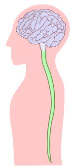 <p><strong>Which of the following statements best conveys an aspect of the role of cerebrospinal fluid (CSF)?</strong></p><p>A) It provides physical protection for the brain and ensures that leukocytes and erythrocytes are evenly distributed in the CNS.</p><p>B) CSF cushions the brain and provides a near-water medium for diffusion of nutrients.</p><p>C) CSF distributes plasma proteins throughout the superficial gray matter of the CNS.</p><p>D) It ensures that the high metabolic and oxygenation needs of the brain are met, as well as absorbing physical shocks.</p>