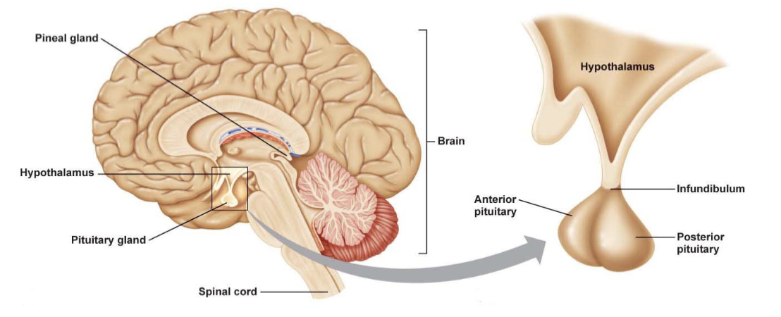 <p>Located at the base of the brain in region called Sellaturcica</p><p>Posterior - neurohypophysis, develops from nervous tissue and is connected to hypothalamus via nerve fibers </p><p>Anterior - adenohypophysis, develops from epithelial tissue, grows upwards from roof of the mouth (Rathke’s pouch)</p>