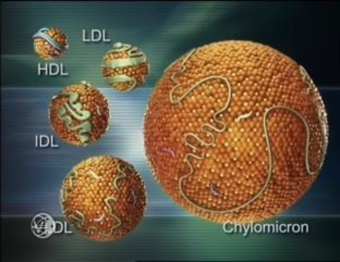 <p>(C) IDL</p><p>IDL (Intermediate Density Lipoprotein) is the remnants of VLDL, and is typically reabsorbed at the liver or used by the blood to become LDL.</p>