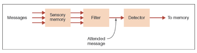 <p>Unattended information is filtered out right away, at the level of sensory input; the meaning is not yet processed and the filter only lets through information based on physical characteristics of the information</p>
