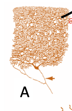 <p>Très ramifiés et reçois de multiples entrées synaptiques</p>