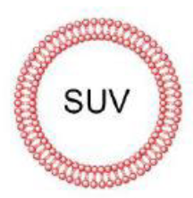 <p>What is the size of small unilamellar vesicle?</p>