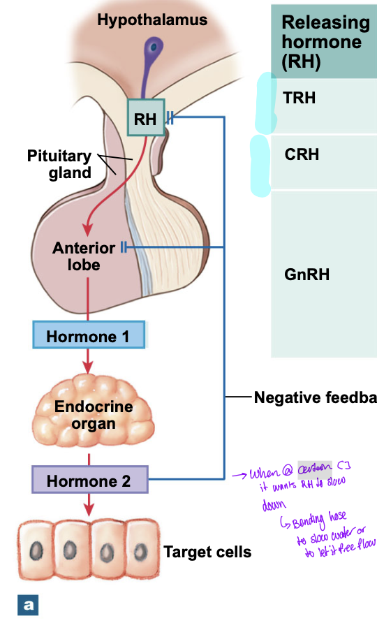 <ul><li><p>RH from hypothalamus goes to anterior lobe → releases hormone 1 → acts on endocrine organ → releases hormone 2 → acts on target cells </p><ul><li><p>Hormoen 2 will also loop back up to the anterior lobe and the hypothalamus to prevent the syntehesis of more hormone 1 </p><ul><li><p>blocking its own production </p></li><li><p>when it reaches a certain concentration it wants the RH to not over produce </p></li></ul></li></ul></li></ul><p></p>