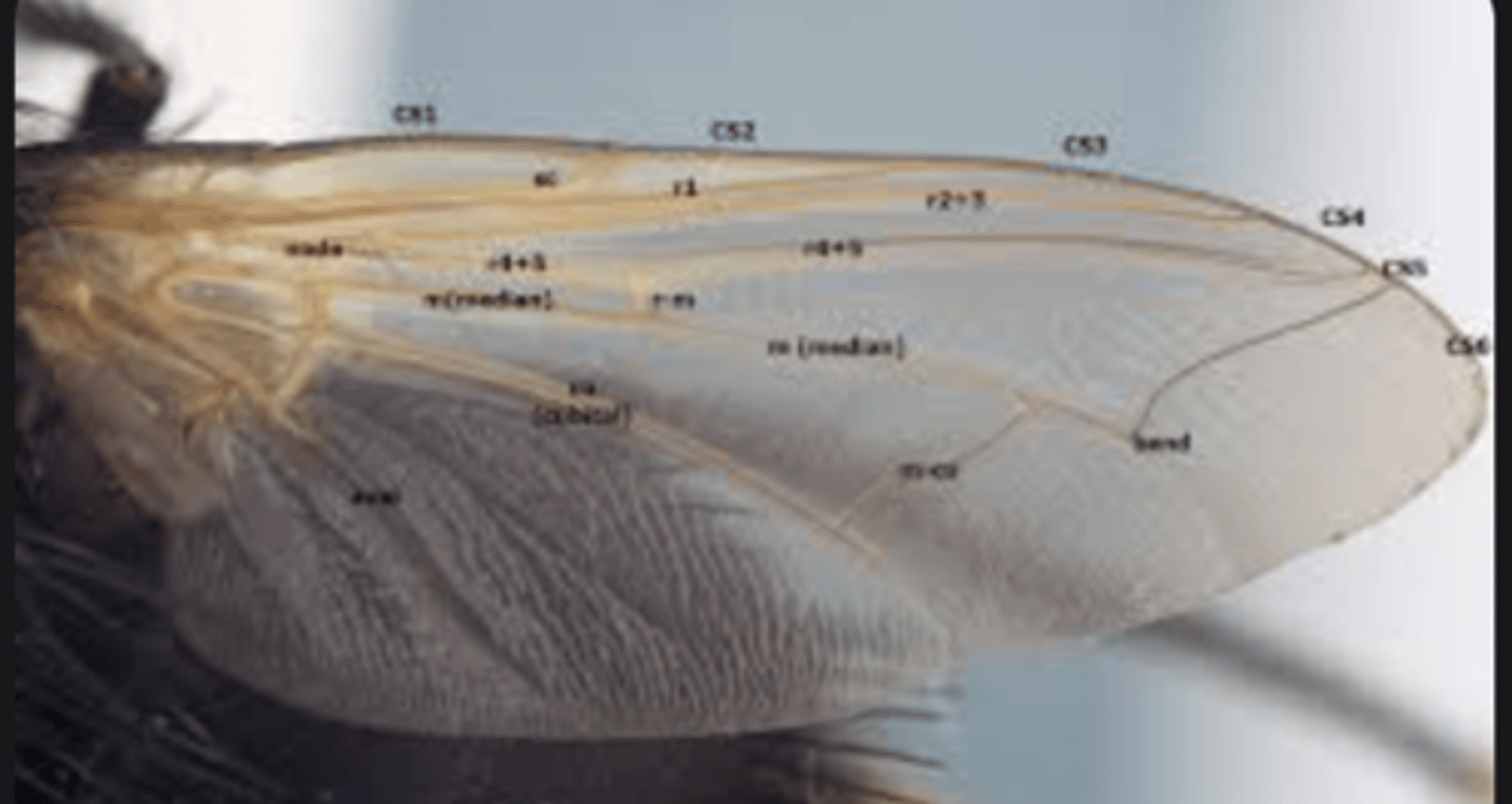 <p>Reinforcing tubes within wings that support structure and distribute hemolymph.</p>