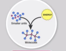 <p>consume energy to build complex molecules from simpler ones</p>