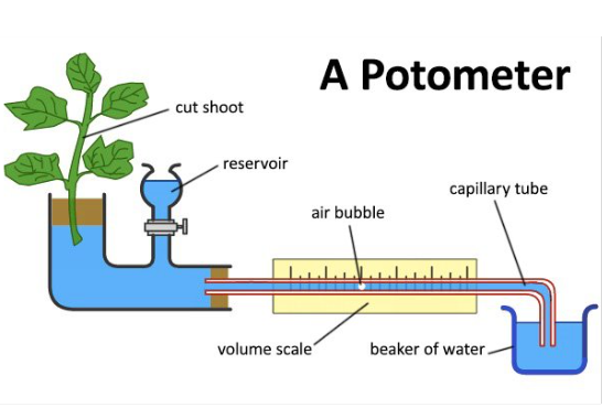 <p>Potometer</p>