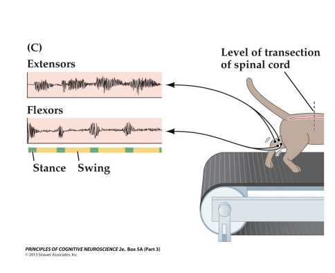<p>Central pattern generators in the spinal cord can generate simple, reflexive actions. </p><p>Here, hindlimbs are disconnected from the brain via transection of the spinal cord... </p><p></p><p>...but sensory feedback about relative position (the force of the ground on the paw, the extension of muscles by stretching out on the treadmill, etc.) is coupled with rhythm generation to produce walking behavior without intervention from above the level of the spinal cord</p>