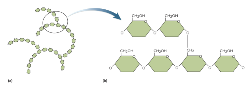 <p>Glycogen</p>