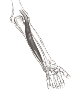 <p><strong>Origin</strong>: lateral epicondyle of humerus</p><p><strong>Insertion</strong>: base of 5th metacarpal</p><p><strong>Action</strong>: wrist extension, ulnar deviation</p>