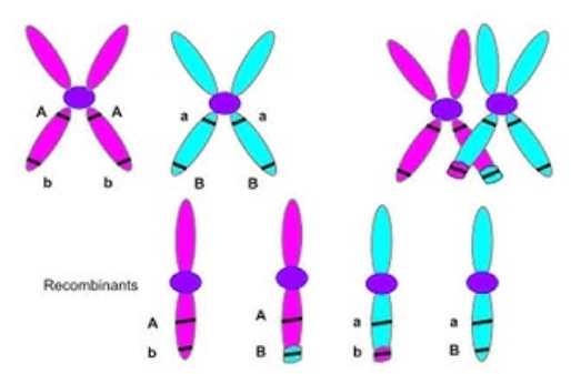 <p>linked genes show parental types in offspring at higher than 50% </p><p>during crossing over homologous chromosomes exchange corresponding segments, but crossovers BETWEEN two genes that are close together are not common</p><p>the further apart two genes are on the same chromosome, the higher the probability that crossing over event will occur between them and the higher the combination frequency (50% being the max)</p>