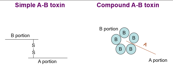 <p><strong>&nbsp;(A-B toxins)</strong></p><ul><li><p>Have a <strong>B </strong>portion comprising a translocation (<strong>T</strong>) domain and a receptor binding (<strong>R</strong>) domain</p></li><li><p>Have an enzymatic portion (<strong>A</strong>) that acts on some intracellular host protein</p></li></ul><p><span>Binding portion (B) and enzymatic portion (A) connected by disulphide bond</span></p><ul><li><p><span>B portion confers specificity</span></p></li><li><p><span>A portion elicits effect on target host protein</span></p></li><li><p><span>Simple or compound</span></p></li></ul><p>Number of outcomes dependent on target protein</p><p></p>