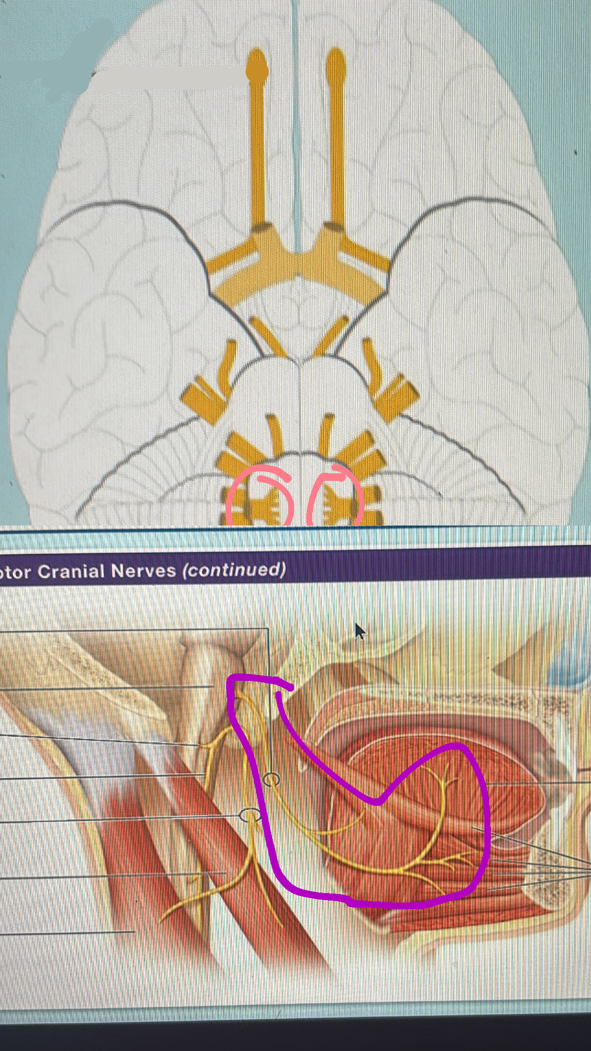 <p>XII. tongue movements</p>