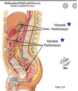 <p>Visceral Peritoneum higher,</p><p>Parietal Peritneum is a bit lower</p>