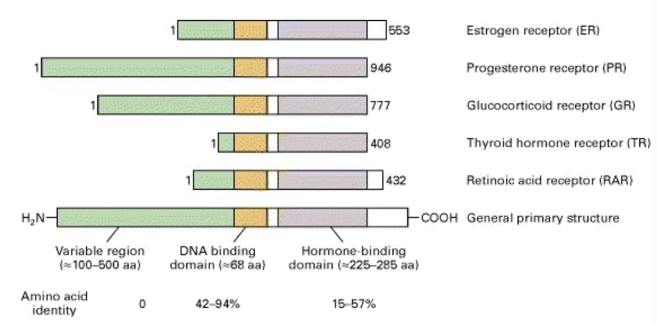 <p><strong>Examples include steroid hormone receptors </strong>e.g. estrogen<strong>, thyroid hormone receptors, and retinoic acid receptors.</strong></p><img src="https://knowt-user-attachments.s3.amazonaws.com/30a0d0ca-f1f7-48ce-8738-5819d9ca380b.png" data-width="100%" data-align="center"><p></p>