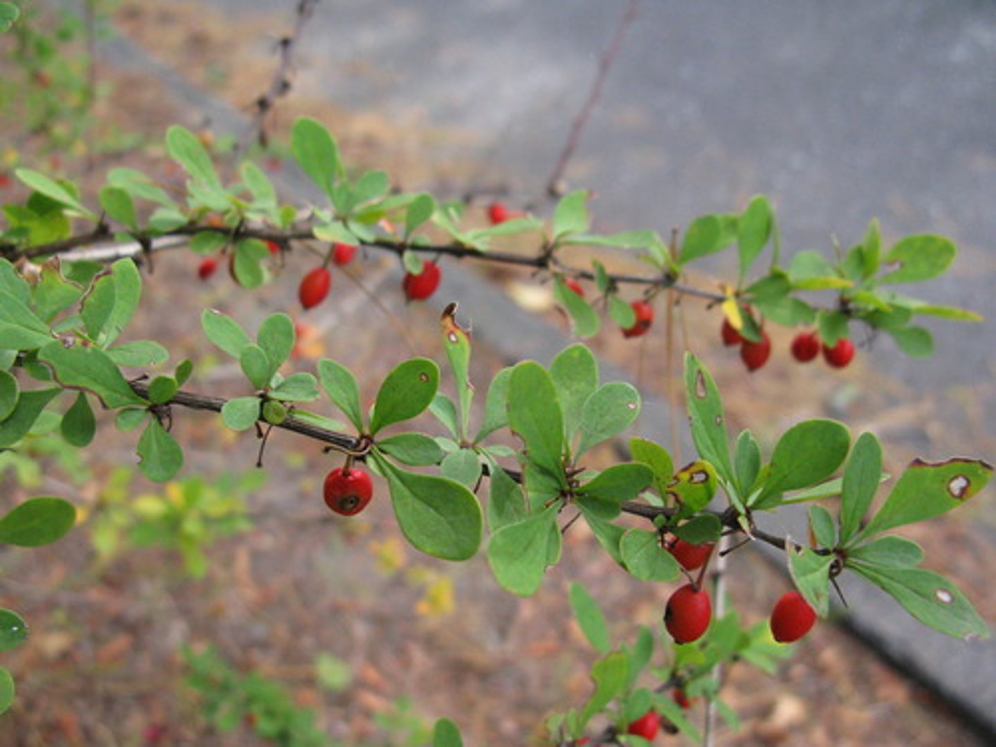 <p>Japanese barberry</p>