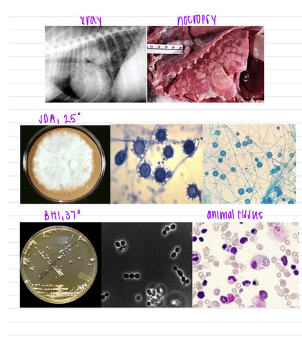 <p>a cat came into the vet because she had lost lots of weight and is having diarrhea. we notice it is also coughing and having trouble breathing. unfortunately, the cat passes away in the vet. we take an X ray, perform a necropsy of her thoracic cavity, and take samples to isolate in BHI at 37 degrees and in SDA at 25 degrees.</p><p>what is the diagnosis?</p>