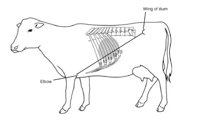 <ul><li><p>Spontaneous = tinkling &amp; gurgling&nbsp;</p></li><li><p>Ping = tap rib hard —&gt; resonate ping, indicates gas fluid interface, map out area of&nbsp;“pings”&nbsp;</p></li><li><p>Absence of rumen sounds over displaced abomasum&nbsp;</p></li><li><p>Fat cows = no ping&nbsp;</p></li></ul><p></p>
