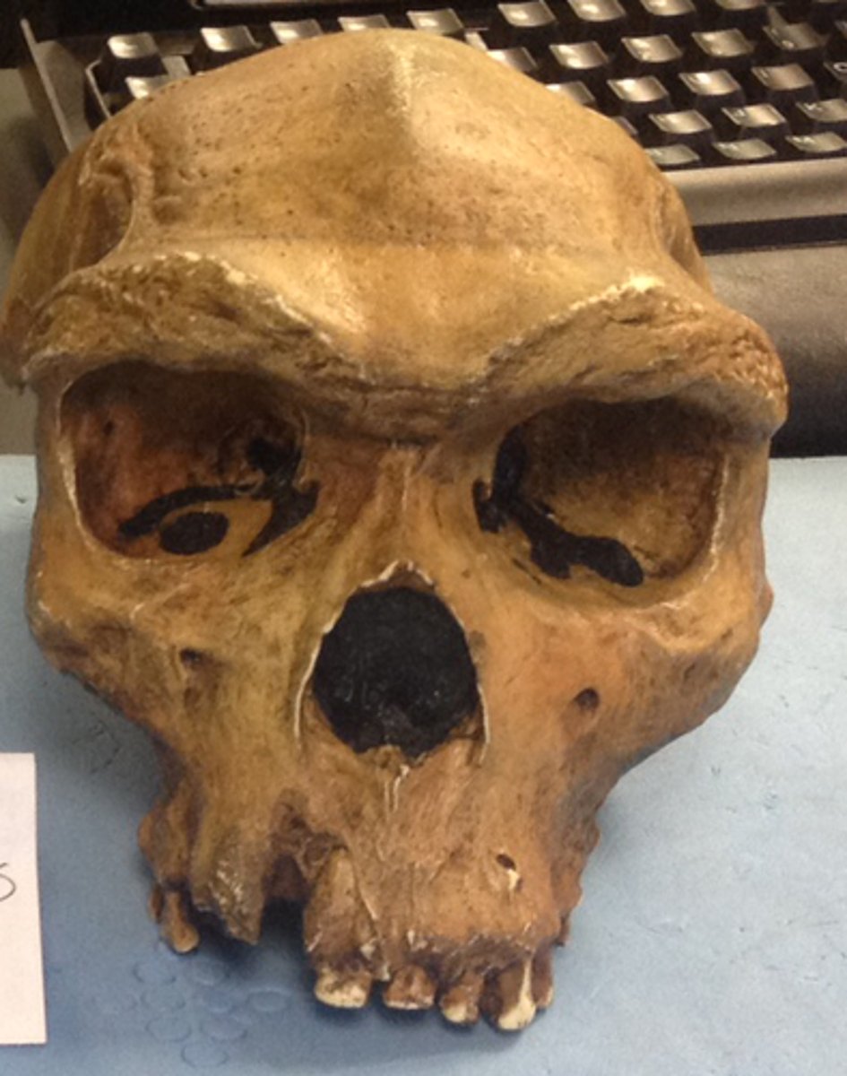 <p>• radiated to Europe and Asia</p><p>• reduced brow ridge</p><p>• high cranial vault</p><p>• used spears</p><p>• created beach huts</p>