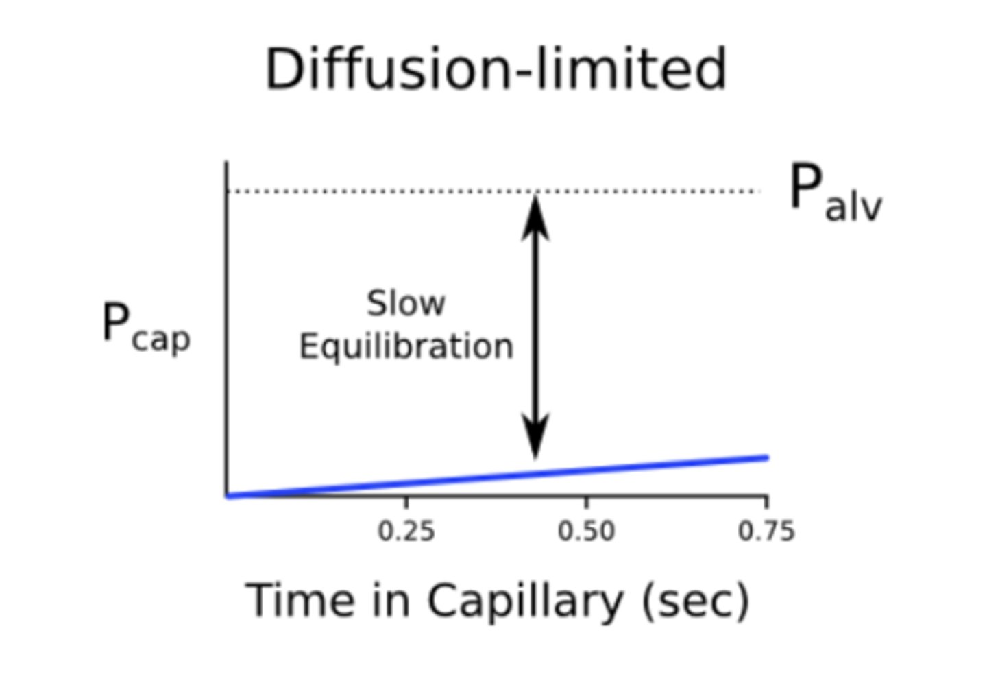 <p>rate of gas uptake in the capillary is determined by the rate of diffusion across the blood-gas barrier ==&gt; equilibrium is not reached</p><p>ex: CO</p>