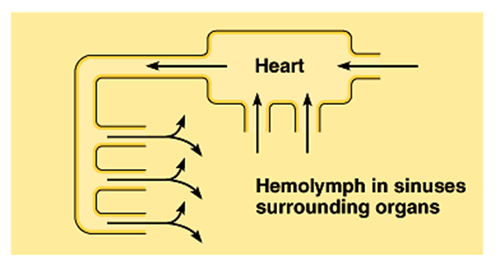 A circulatory system that allows the blood to flow out of the blood vessels and into various body cavities so that the cells are in direct contact with the blood
