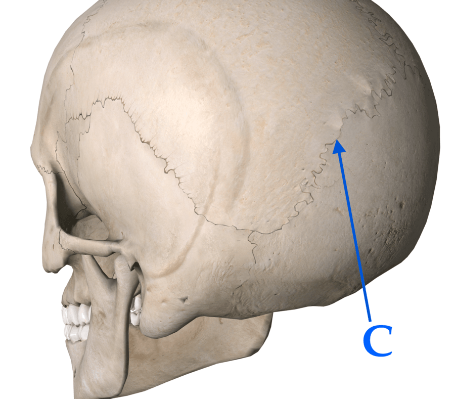 What suture is shown by arrow C?