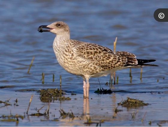 <p>Mittelmeermöve  (hier ist jugend bild)</p>