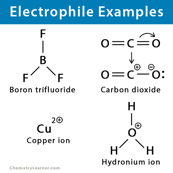 <ul><li><p>an electron deficient species that attack electron rich sites</p></li><li><p>love electrons</p></li><li><p>positive charge and empty orbitals</p></li></ul><p></p>