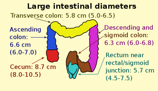 Large intestine Diagram 