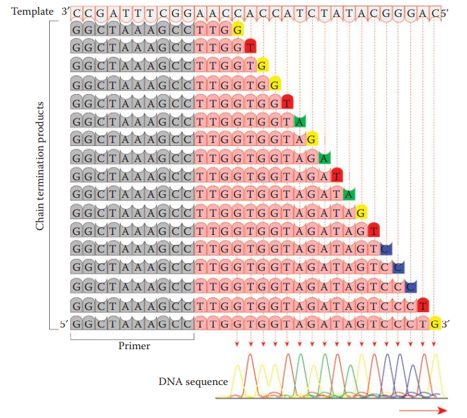 Diagram of the Sanger sequencing products.