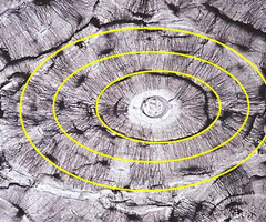 <p>lamellae form concentric rings around a central canal</p>