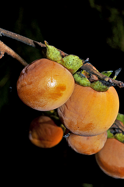 <p>Scientific Name</p>