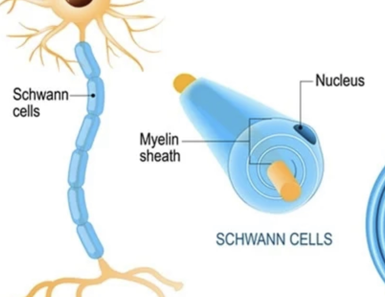 <p>Schwann cells</p>