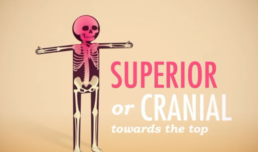 <p>Superior/Cranial</p>