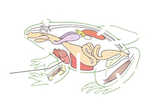 <p>Cardiac Muscle</p>