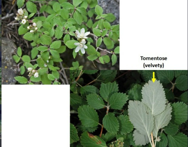 <p>- Opposite, simple leaves, tomentose below (velvety leaves)</p><p>- Small shrub with peeling bark</p><p>- Terminal flowers clusters</p>