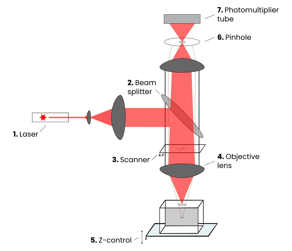 <p>Laser Scanning Confocal Microscopy</p>