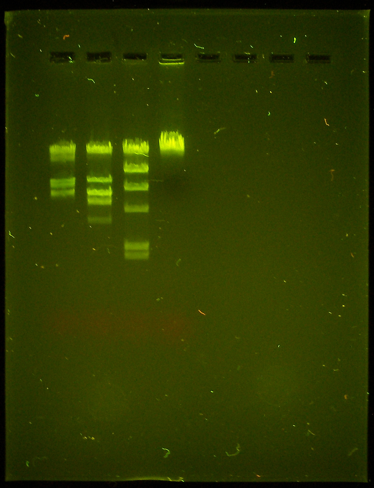 <p>gel lab 2 - name the enzymes from left to right</p>