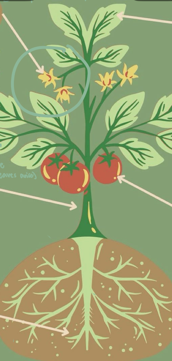 <p>They are the reproductive part of a plant.</p>