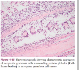 <p>Granulosa cell tumour - most common ovarian tumour of the mare (sex cord stromal tumour)</p><p>Usually benign</p><p>Behavioural/reproductive abnormalities</p><ul><li><p>Inhibin = lack of cycling in opposite ovary</p></li><li><p>Oestrogen = nymphomania, prolonged oestrus</p></li><li><p>Progesterone = anoestrus</p></li><li><p>Testosterone = stallion-like behaviour</p></li></ul><p>Always increased levels of anti-Mullerian hormone</p><p></p>
