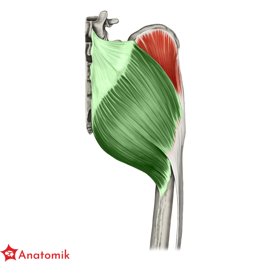 <p>POSLADKOWY WIELKI- GLUTEUS MAXIUMUS 4</p>